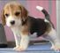 Camada de beagle tricolor en venta - Foto 2