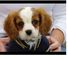 Cavalier king charles spaniel cachorros 001,.,.,.,///