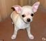 !!Chihuahuas diminutos masculinos y femeninos para la venta 001 - Foto 1