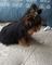 Cute dorable yorkie cachorros - Foto 1