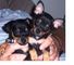 Dulce cachorros de mini pinscher en venta 001,.,.,.,/// - Foto 1