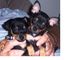 Dulce cachorros de mini pinscher en venta 001,.,.,.,///