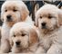 Dulce cachorros golden retriever en venta.. - Foto 1