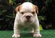 Dulce macho y hembra Bulldog Inglés cachorros - Foto 1