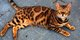 El gato de Bengala registrado para la adopción - Foto 1
