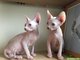 Estupendos gatitos de raza sphynx bien socializados 150euros