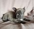 Excelente morfologia de abuelos campeones cuatro maxos 350 eur