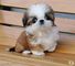 Exclusivos cachorros Shih Tzu 001.,.,.,., - Foto 1