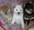 Fantastico cachoros shiba inu - machos y hembras - Foto 1