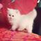 Gatito persa con 3 meses, con pedigree - Foto 1