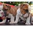 Gorgeous bulldog inglés cachorros para navidad 001 ,.,.,.,