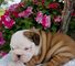 Gratis cachorros Bulldog Ingles disponibles 002,.,., - Foto 1