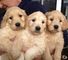 Gratis golden retriever 002