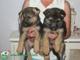 Gratis registrado pastor alemán cachorro en adopciones