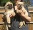 Hermosos cachorros griffon de bruselas para adopción