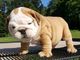 Hermosos y encantadores cachorros bulldog inglés para adopción