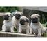 Impresionante cachorro de carlinopug disponible 001,.,.,