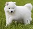 Impresionante macho y hembra Samoyed en venta 001,.,.,./// - Foto 1