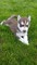 Impresionantes Cachorros Siberianos Husky - Foto 1