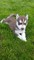 Impresionantes cachorros siberianos husky