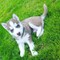 Impresionantes Cachorros Siberianos Husky - Foto 2