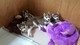 Impresionantes Cachorros Siberianos Husky - Foto 5