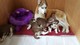 Impresionantes Cachorros Siberianos Husky - Foto 6