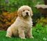Increíbles cachorros Golden Retriever 001 - Foto 1
