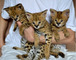 Increíbles gatos de la sabana para la adopción