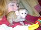 Increíbles monos capuchinos para adopción