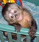 Increíbles y amigables monos capuchinos