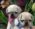 Kc registrado pug cachorros