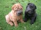 Lindos cachorros shar pei en adopcion gratis