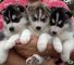 Los cachorros de husky siberiano