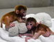 Maravillosos y amigables monos capuchinos para adopción