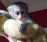 Mono lindo del capuchn de adopcion - Foto 1