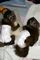 Monos capuchinos masculinos y femeninos excelentes para la venta