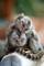 Monos marmoset encantador masculino y femenino para la venta