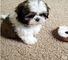 Perrito dulce de shih tzu 001.,.,.,