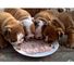 Perritos bulldog ingleses hermosos 001,.,.,