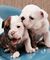 Perritos de bulldog ingleses registrados para adopción