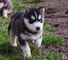 Perritos de raza pura Husky Siberiano disponibles 002,.,., - Foto 1