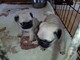 Perritos de raza pura y cachorros de Pug hembra - Foto 1