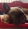Perritos registrados del bulldog francés disponibles - Foto 2