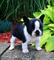 Perritos registrados del bulldog francés para la adopción - Foto 1