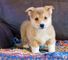Perros corgi pembroke socializados 12 semanas 001,.,.,