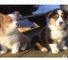 Precioso, increíble micro pequeña Pembroke Welsh Corgis 001,.,., - Foto 1