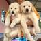 Regalo adorable cachorros golden retriever para su adopción