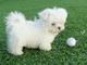 Regalo Cachorros Bichon Maltes en adopcion - Foto 1