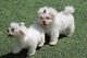 Regalo cachorros bichon maltes en adopcion kk